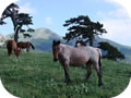 Cavalli allo stato brado, su Serra di Crispo, sullo sfondo Serra Dolce Dorme - Quota 2248mt