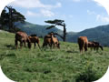 Cavalli allo stato brado, sullo sfondo Selletta tra Serra Dolce Dorme e Monte Pollino