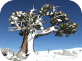 Pino Loricato - Sulle Cime di Serra di Crispo - Quota 2005mt