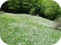La Primavera in alta quota sul Massiccio Del Pollino